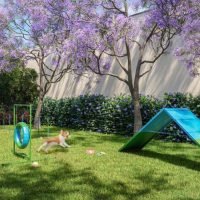 Soma Perdizes - Pet place Soma Perdizes - Pet place