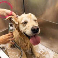 preliminar-jardim-da-hipica-servicos-pet preliminar-jardim-da-hipica-servicos-pet